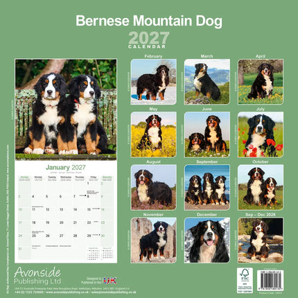 Avonside Berner Sennen Kalender 2027