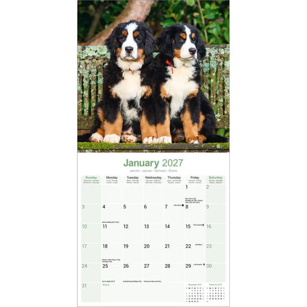 Avonside Berner Sennen Kalender 2027