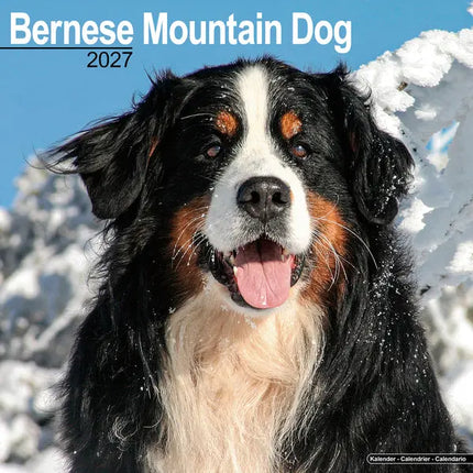 Avonside Berner Sennen Kalender 2027