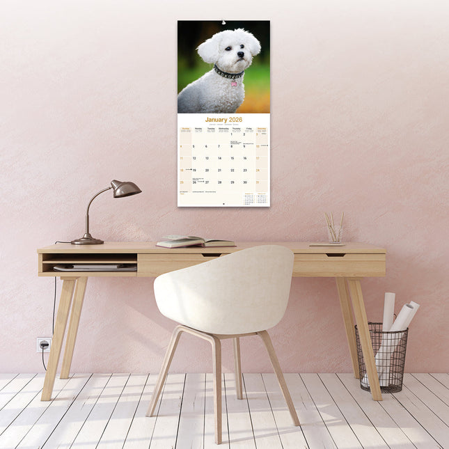 Avonside Bichon Frise Kalender 2026