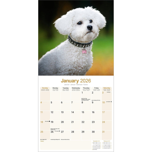 Avonside Bichon Frise Kalender 2026