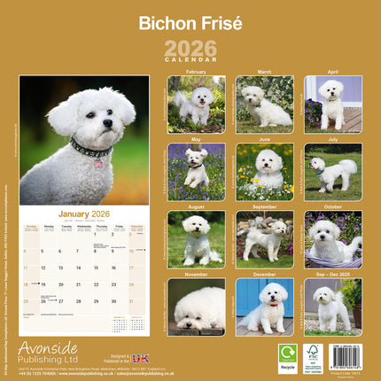 Avonside Bichon Frise Kalender 2026