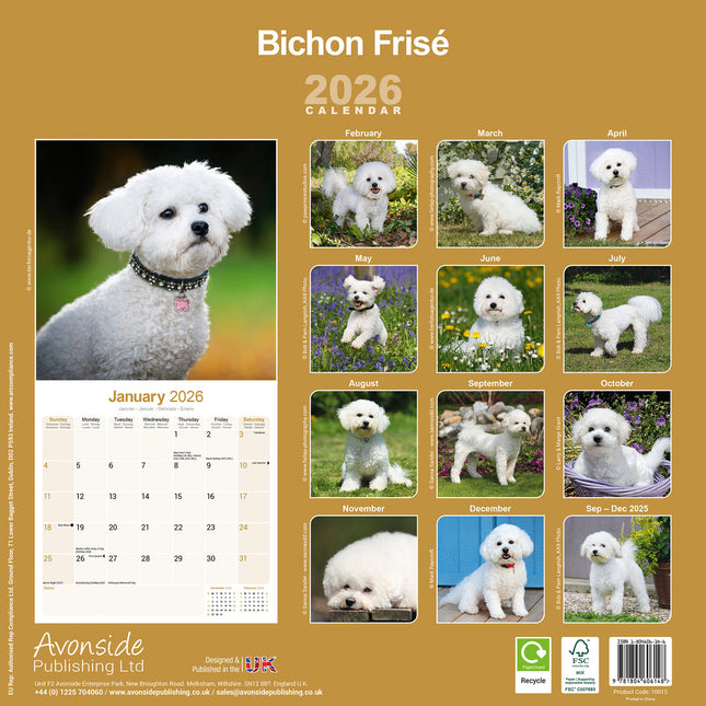 Avonside Bichon Frise Kalender 2026