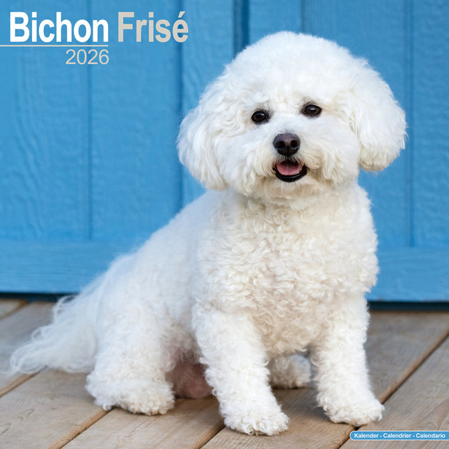 Avonside Bichon Frise Kalender 2026