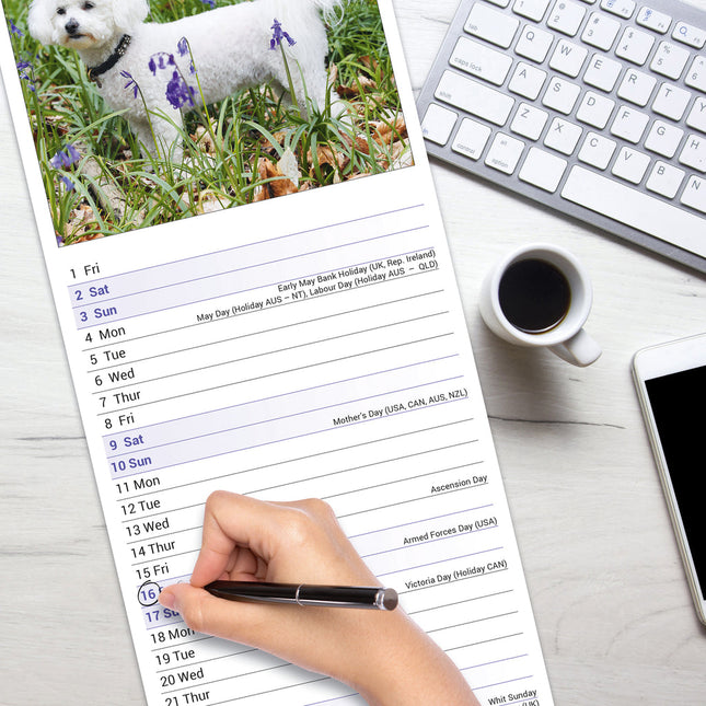 Avonside Bichon Frise Kalender 2026 Slimline