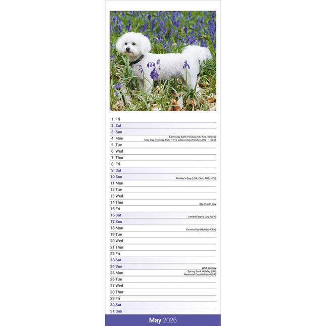 Avonside Bichon Frise Kalender 2026 Slimline
