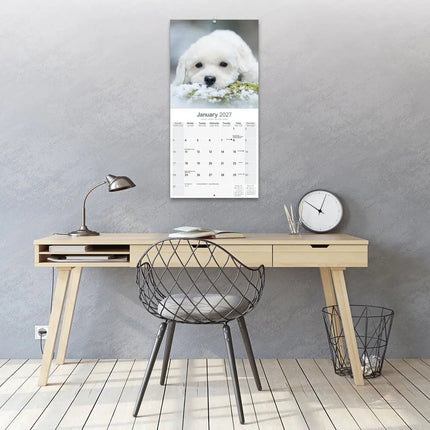 Avonside Bichon Frise Kalender 2027