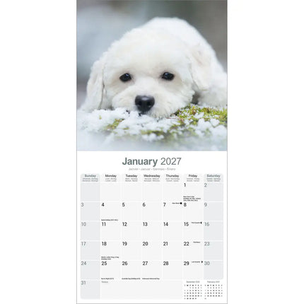 Avonside Bichon Frise Kalender 2027