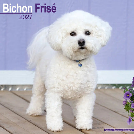 Avonside Bichon Frise Kalender 2027