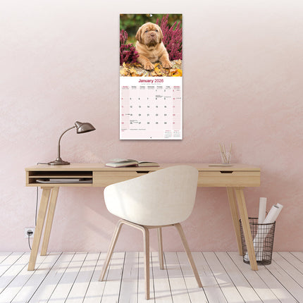 Avonside Bordeaux Dog Kalender 2026