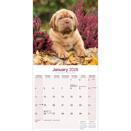 Avonside Bordeaux Dog Kalender 2026