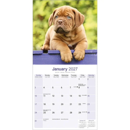 Avonside Bordeaux Dog Kalender 2027