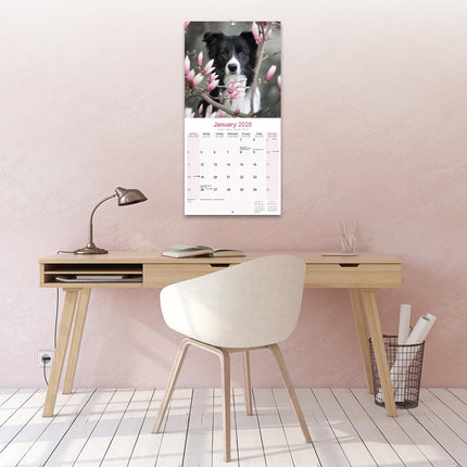 Avonside Border Collie Kalender 2026