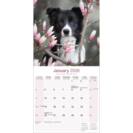 Avonside Border Collie Kalender 2026