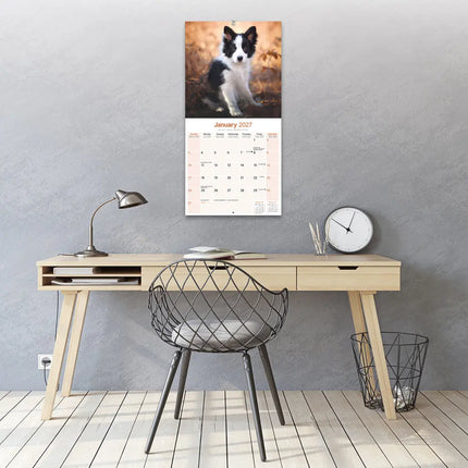 Avonside Border Collie Kalender 2027