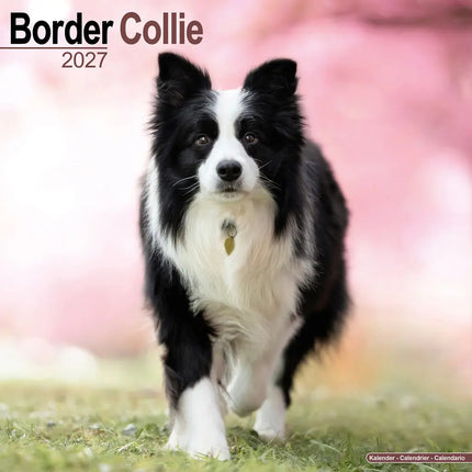 Avonside Border Collie Kalender 2027