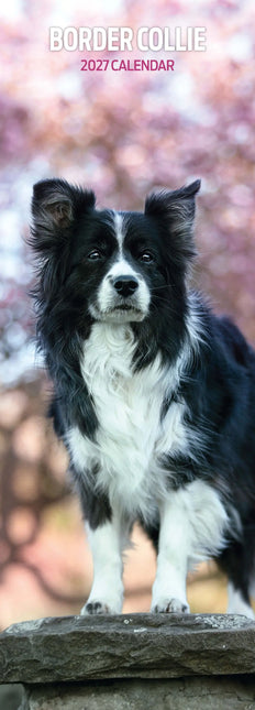 Avonside Border Collie Kalender 2027 Slimline
