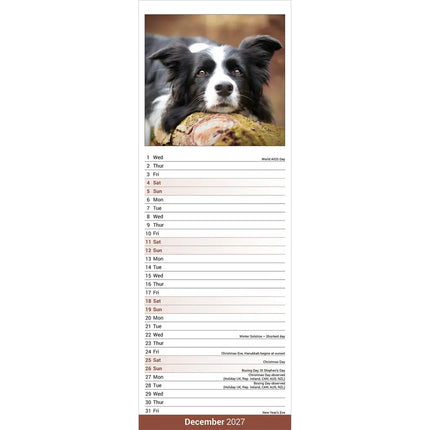 Avonside Border Collie Kalender 2027 Slimline