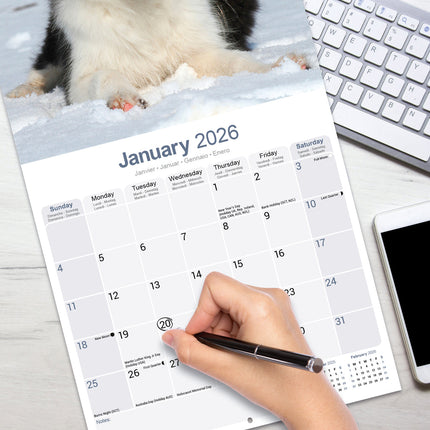 Avonside Border Collie Kalender Puppies 2026