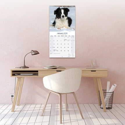 Avonside Border Collie Kalender Puppies 2026