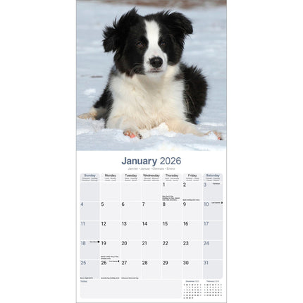 Avonside Border Collie Kalender Puppies 2026