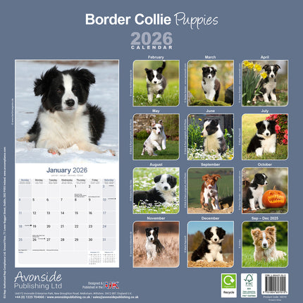Avonside Border Collie Kalender Puppies 2026