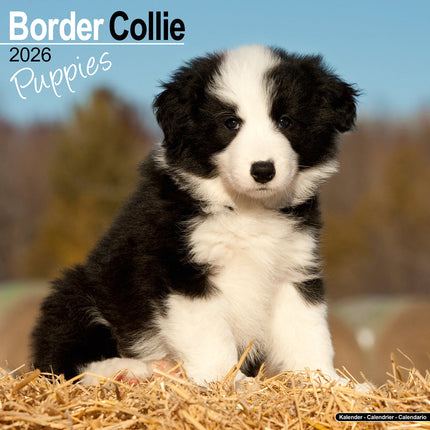 Avonside Border Collie Kalender Puppies 2026