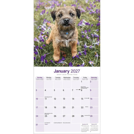 Avonside Border Terrier Kalender 2027