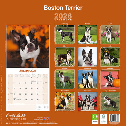 Avonside Boston Terrier Kalender 2026