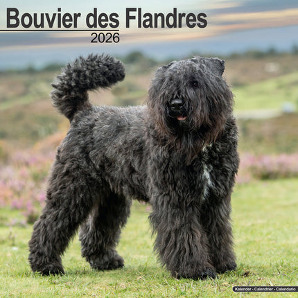 Avonside Bouvier Kalender 2026