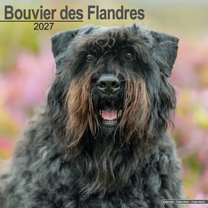 Avonside Bouvier Kalender 2027