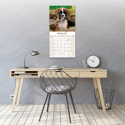 Avonside Boxer Kalender 2027