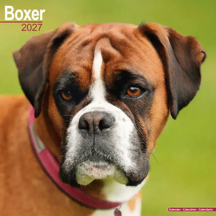 Avonside Boxer Kalender 2027