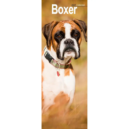Avonside Boxer Kalender 2027 Slimline