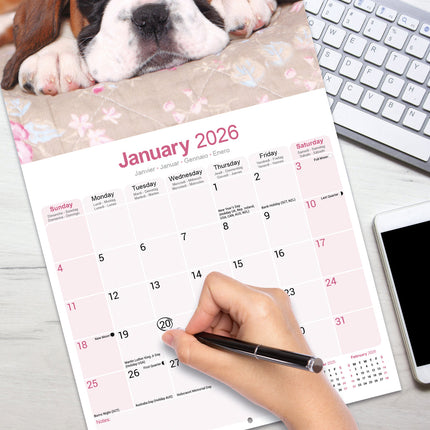 Avonside Boxer Puppies Kalender 2026