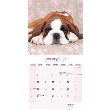 Avonside Boxer Puppies Kalender 2026