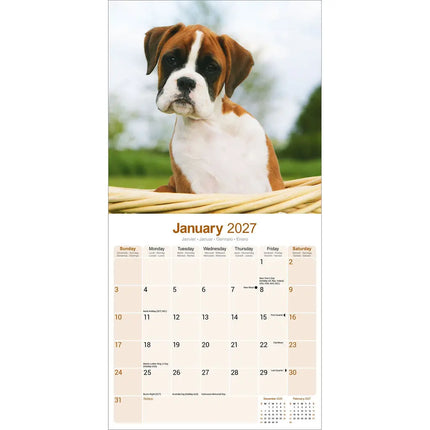 Avonside Boxer Puppies Kalender 2027