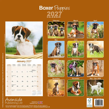 Avonside Boxer Puppies Kalender 2027