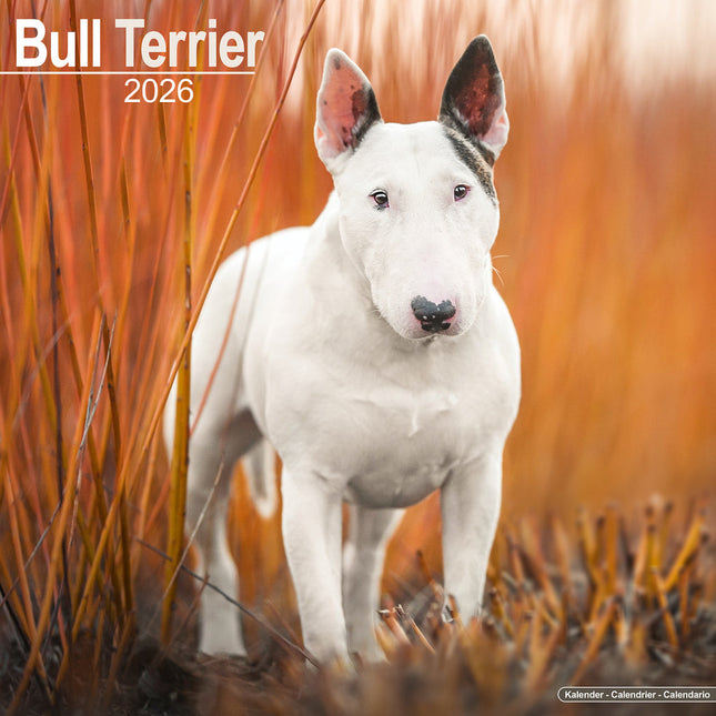 Avonside Bull Terrier Kalender 2026