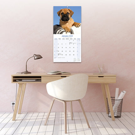 Avonside Bullmastiff Kalender 2026