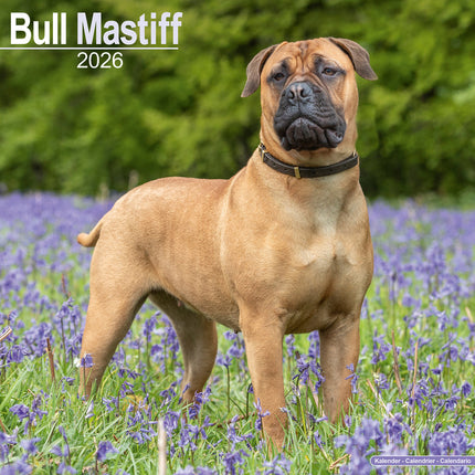Avonside Bullmastiff Kalender 2026