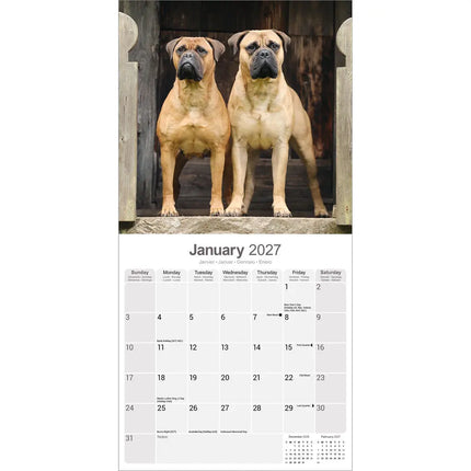 Avonside Bullmastiff Kalender 2027