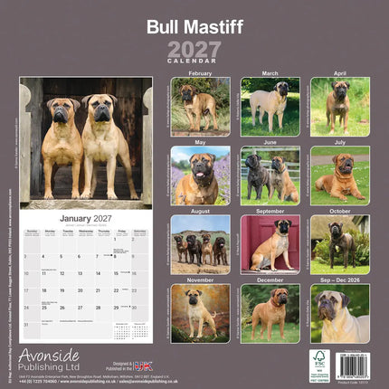 Avonside Bullmastiff Kalender 2027