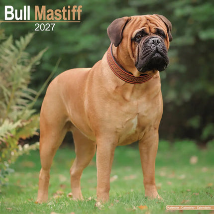 Avonside Bullmastiff Kalender 2027