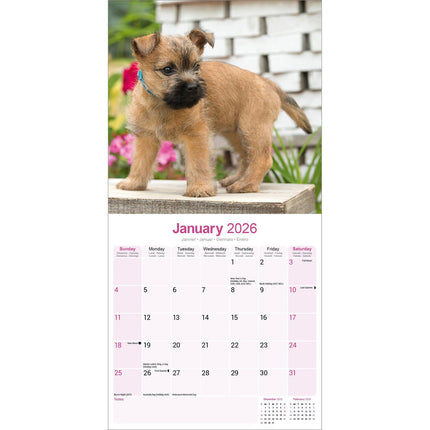 Avonside Cairn Terrier Kalender 2026