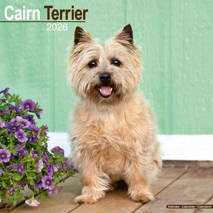 Avonside Cairn Terrier Kalender 2026
