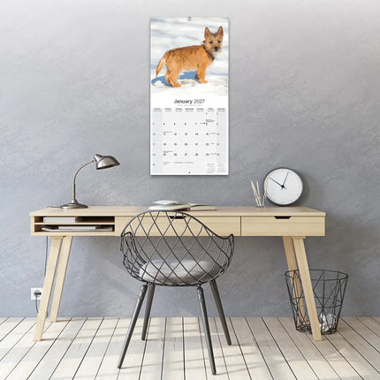 Avonside Cairn Terrier Kalender 2027