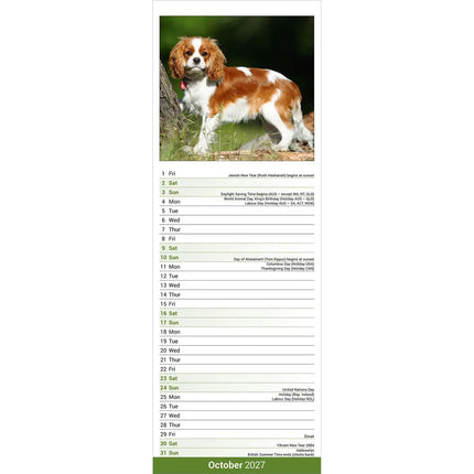 Avonside Cavalier King Charles Slimline Kalender 2027