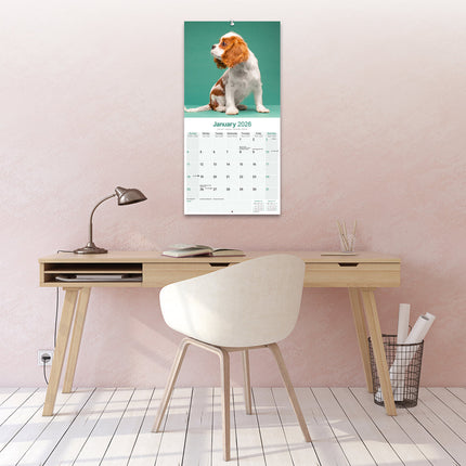 Avonside Cavalier King Charles Spaniel Kalender 2026