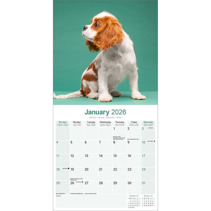 Avonside Cavalier King Charles Spaniel Kalender 2026